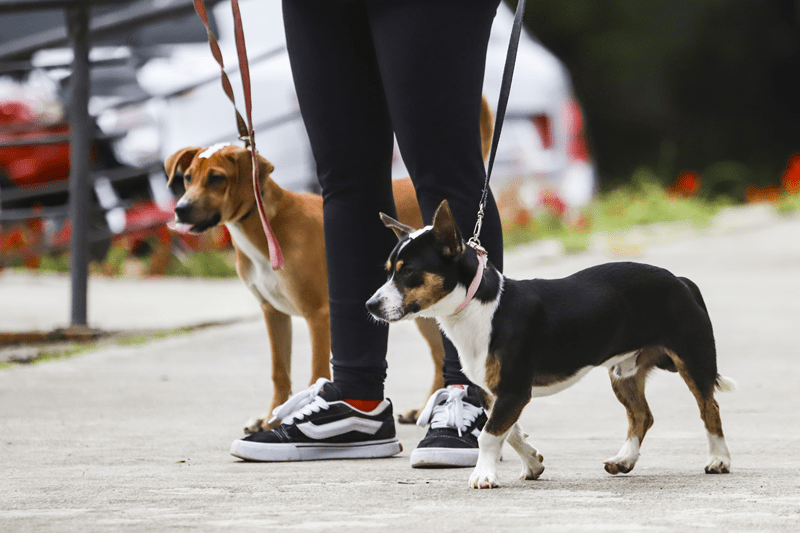 Estão abertas 5.550 vagas para castração gratuita de cães e gatos em Curitiba